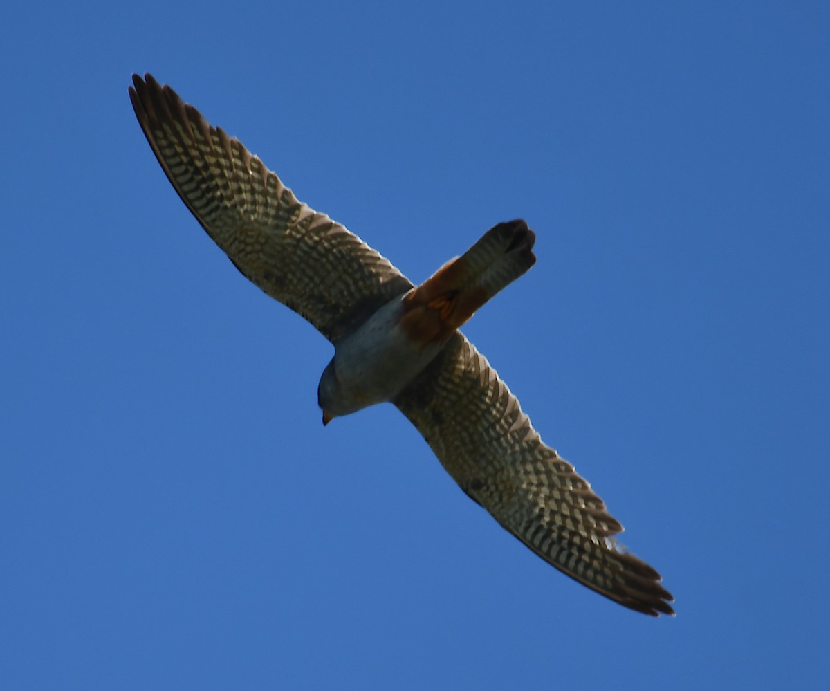 Red-footed Falcon - ML620386844