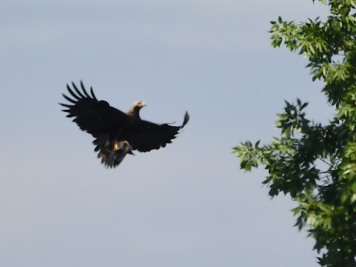 Kaiseradler - ML620386856