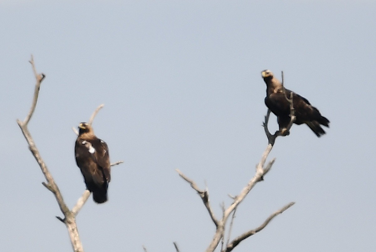 Imperial Eagle - Василий Калиниченко