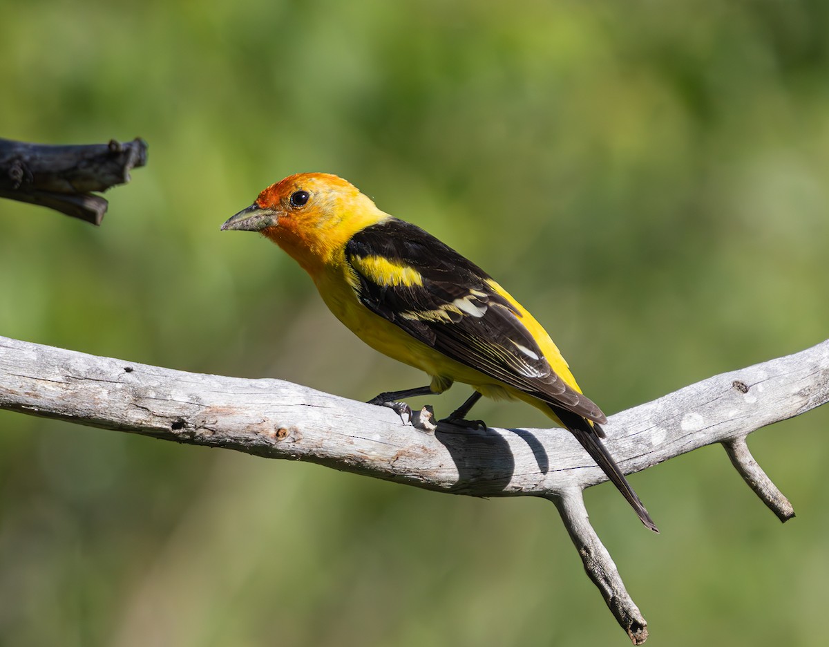 Western Tanager - ML620386864