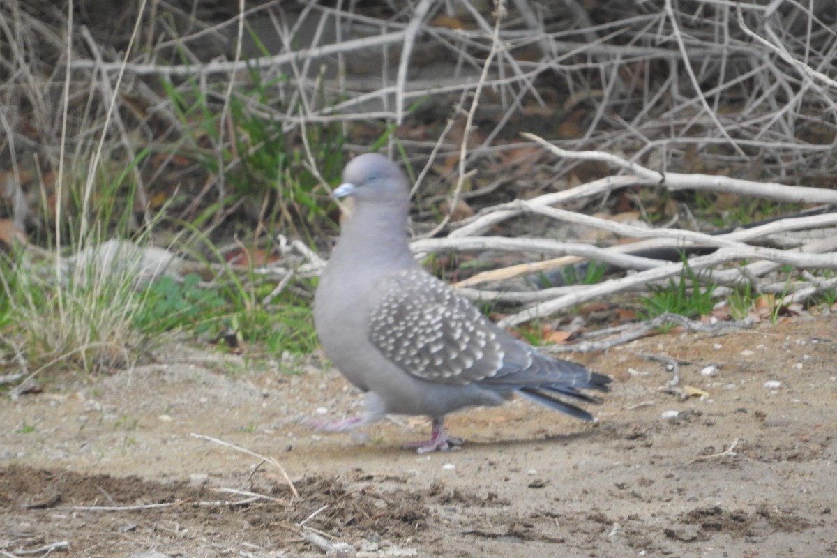 Spot-winged Pigeon - ML620386865