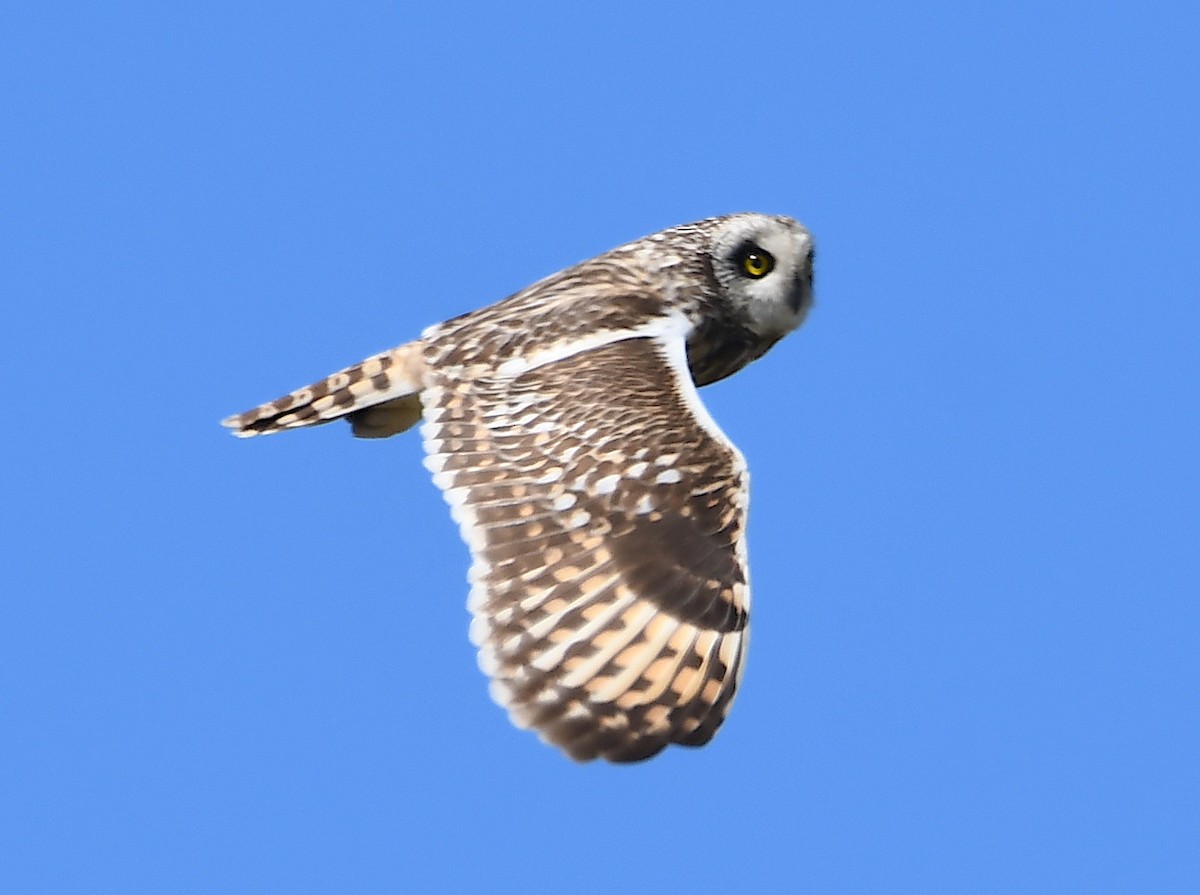 Short-eared Owl - ML620386870