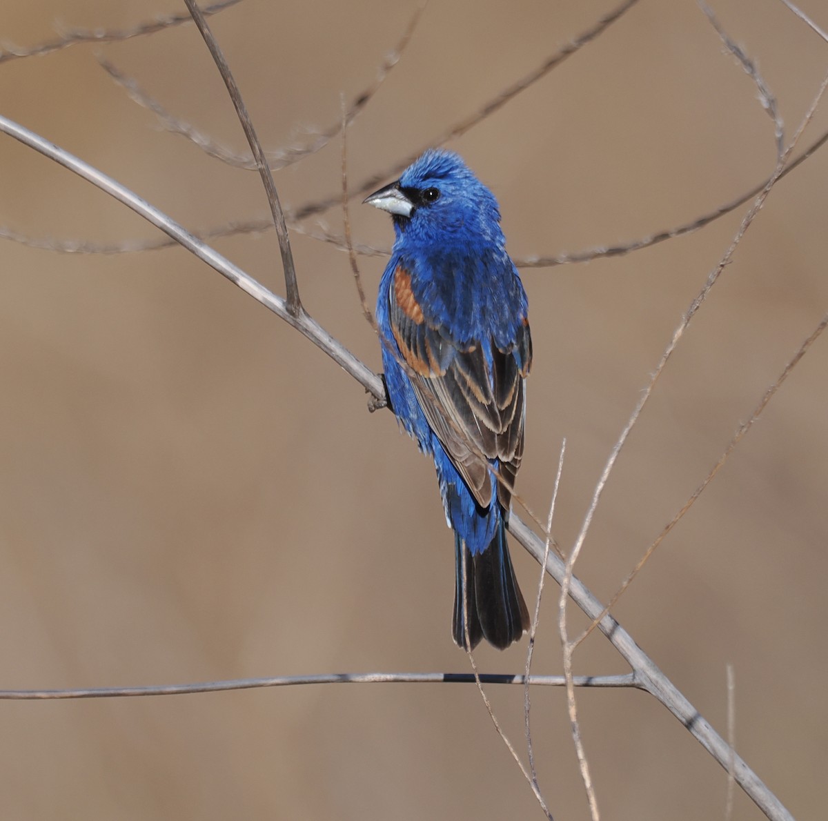 Blue Grosbeak - ML620386888