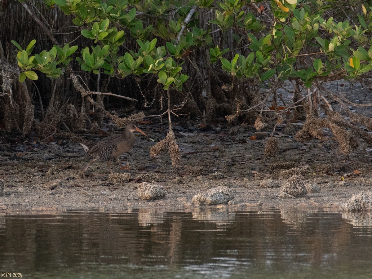 Clapper Rail (Caribbean) - ML620386904