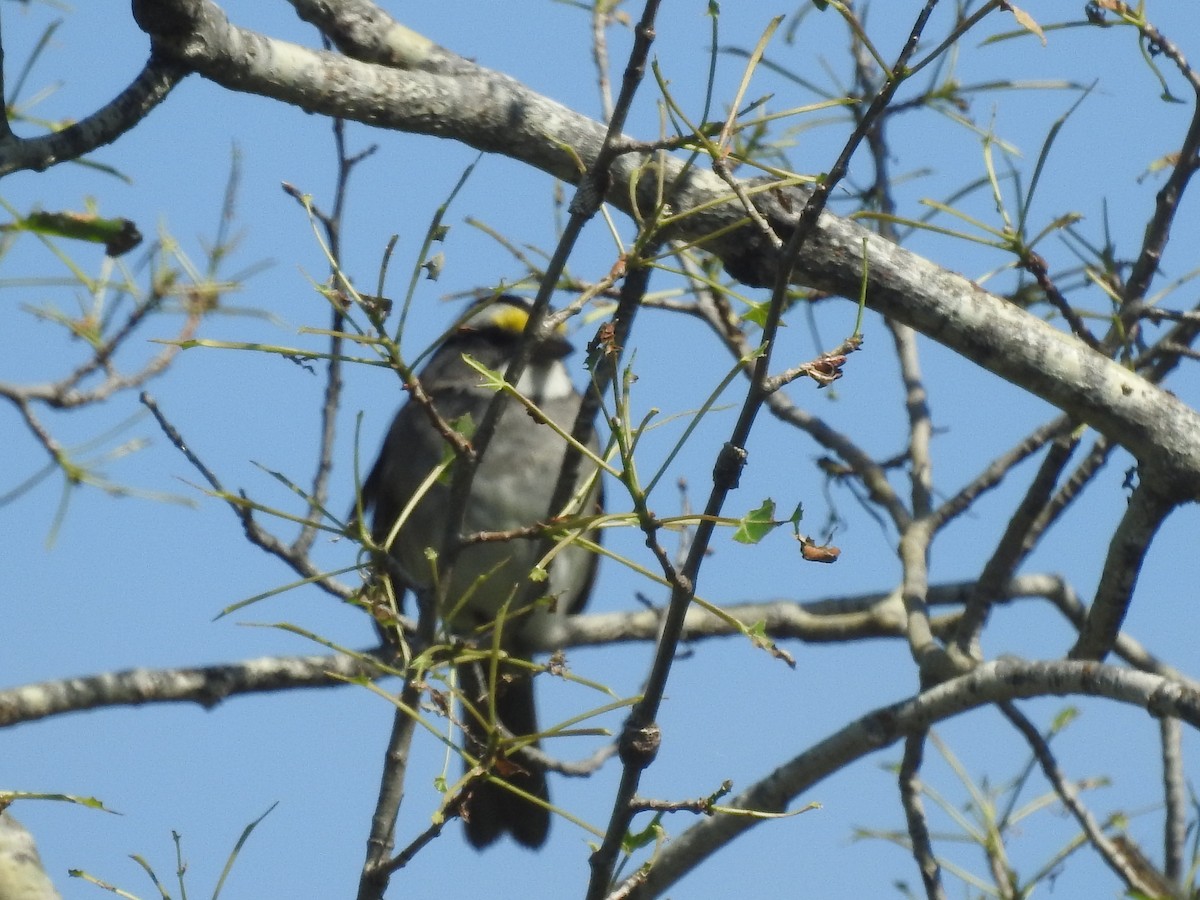 White-throated Sparrow - ML620386908