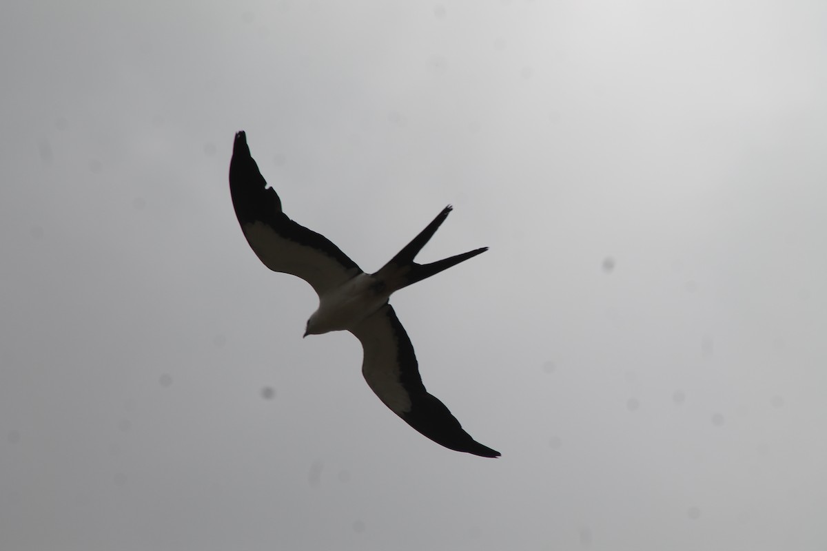 Swallow-tailed Kite - eric elvert