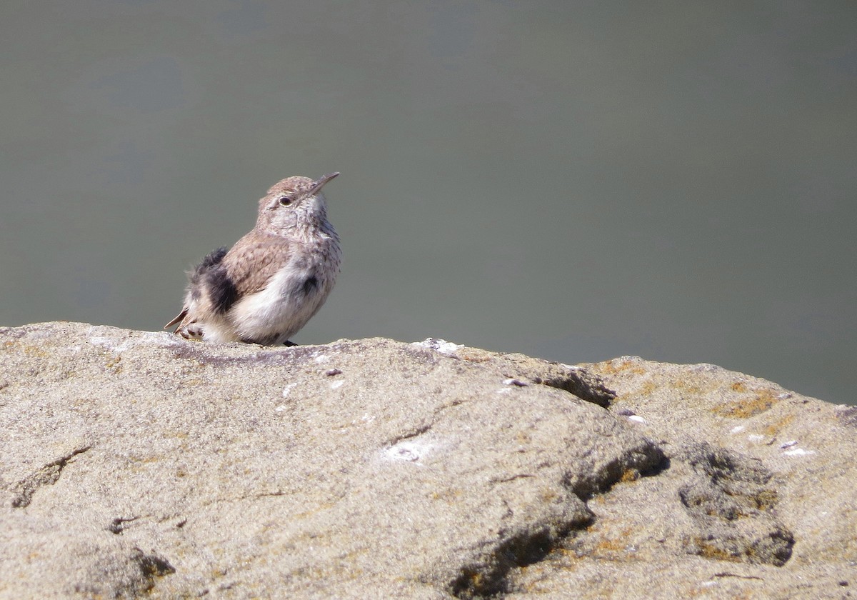 Rock Wren - ML620386910