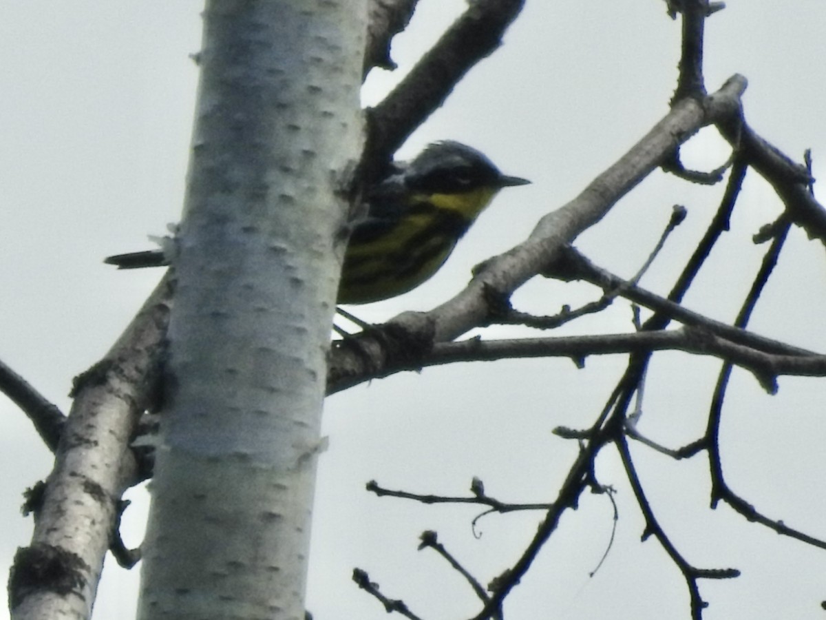 Magnolia Warbler - ML620386924