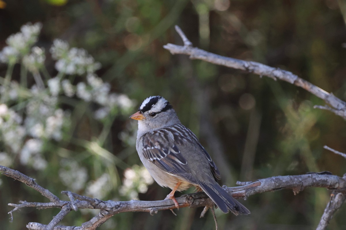 White-crowned Sparrow - ML620386938