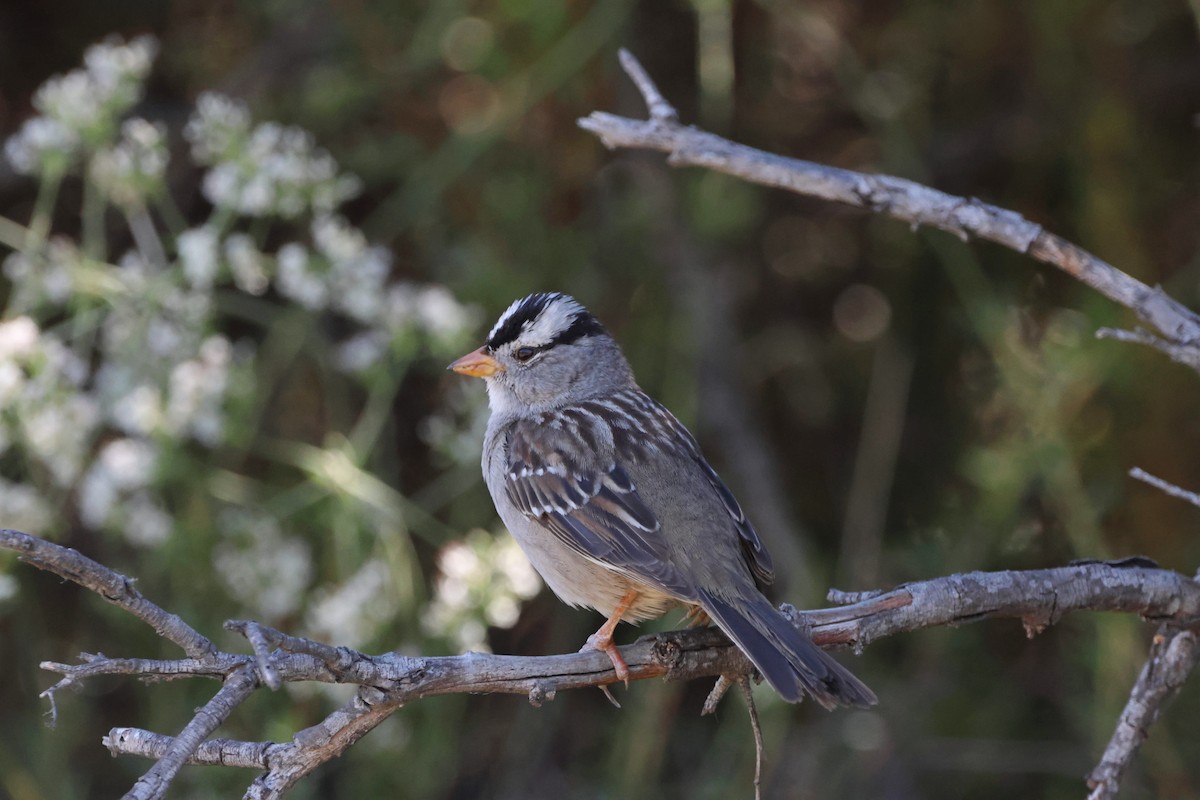 White-crowned Sparrow - ML620386939