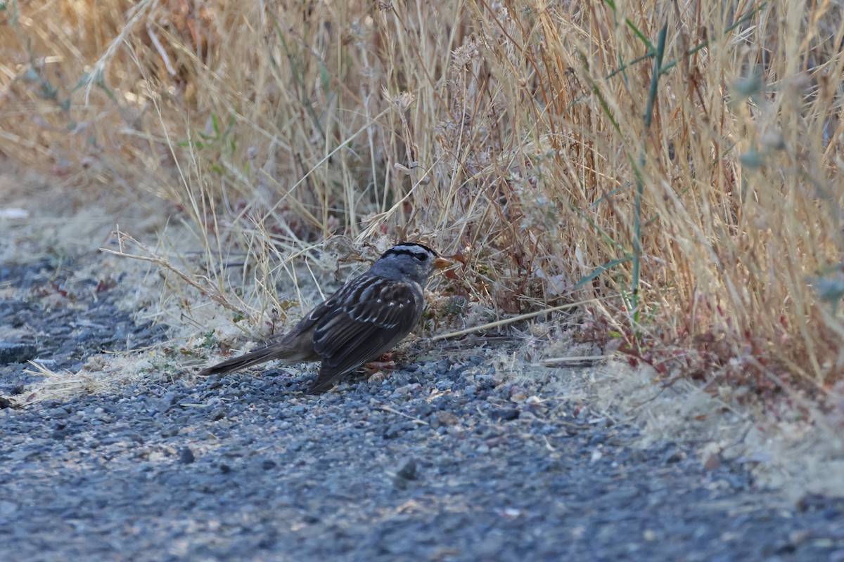 White-crowned Sparrow - ML620386943