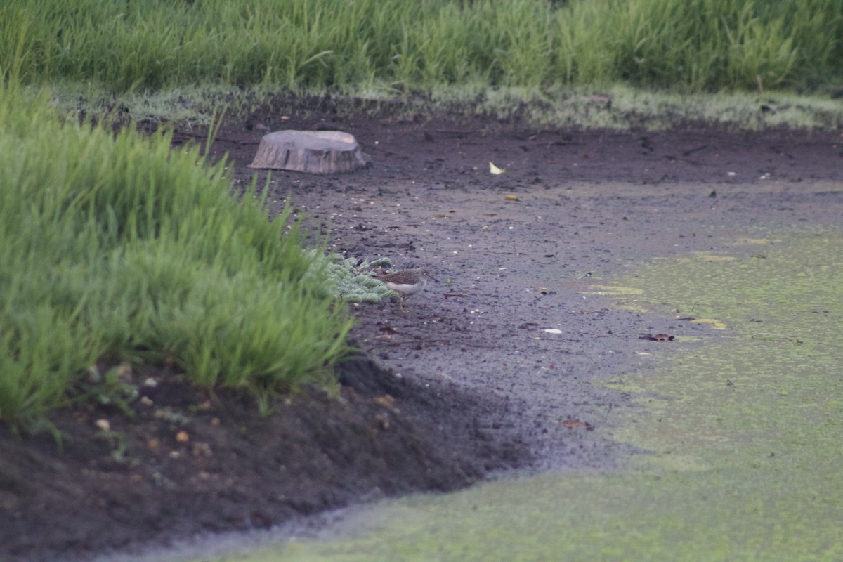 Solitary Sandpiper - ML620386946