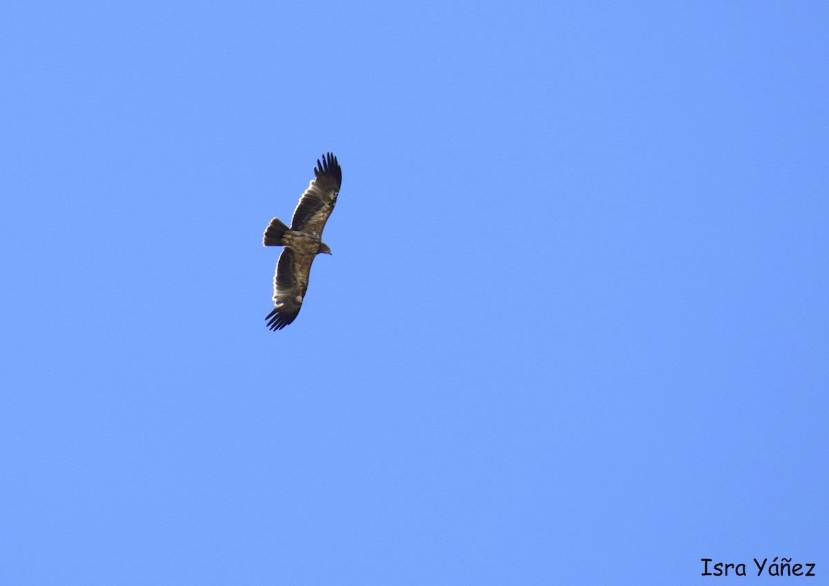 Águila Imperial Ibérica - ML620386950