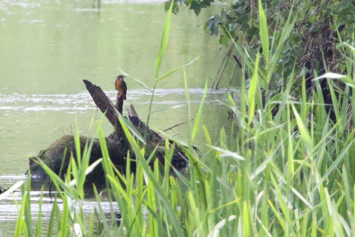 Common Kingfisher - ML620386954