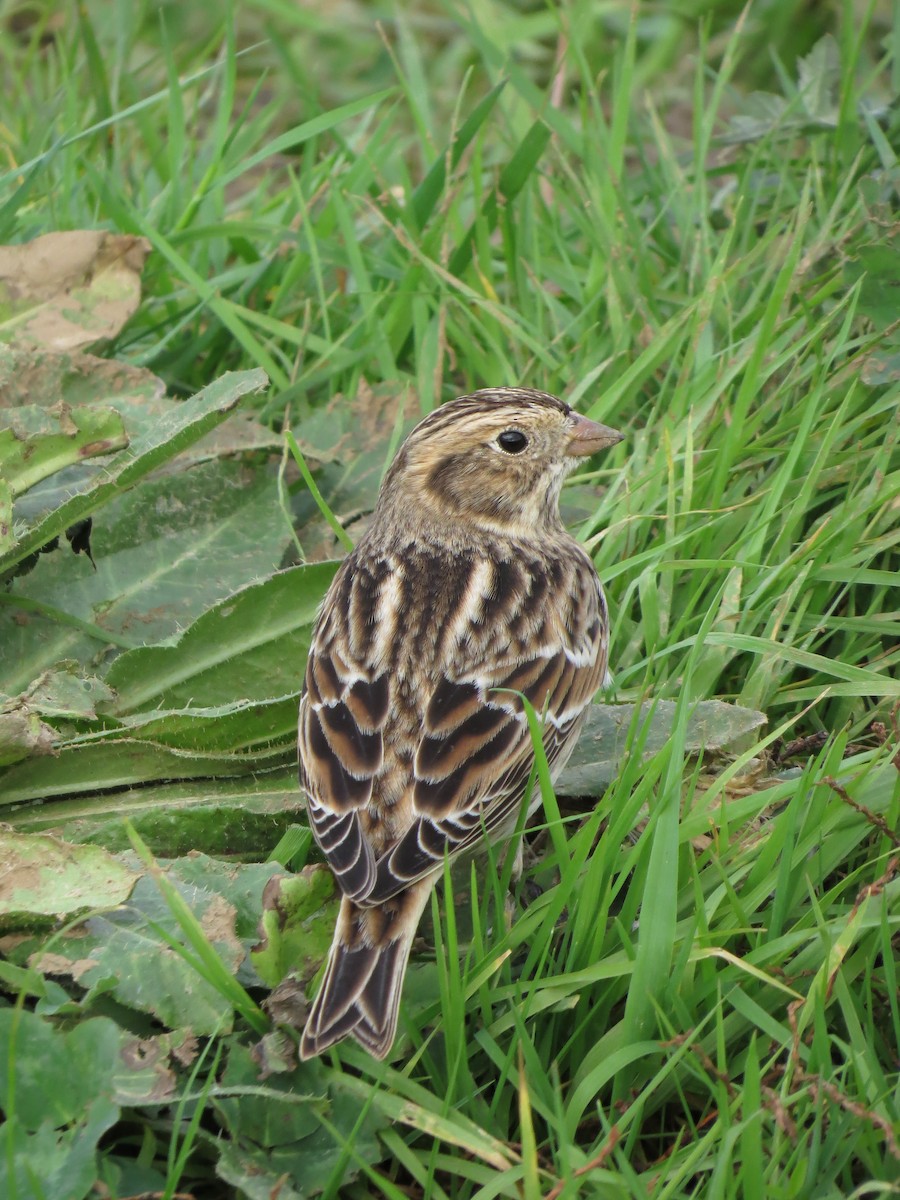 Lapland Longspur - ML620386960