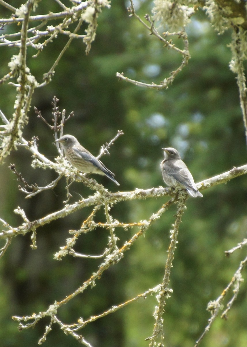 Western Bluebird - ML620386971