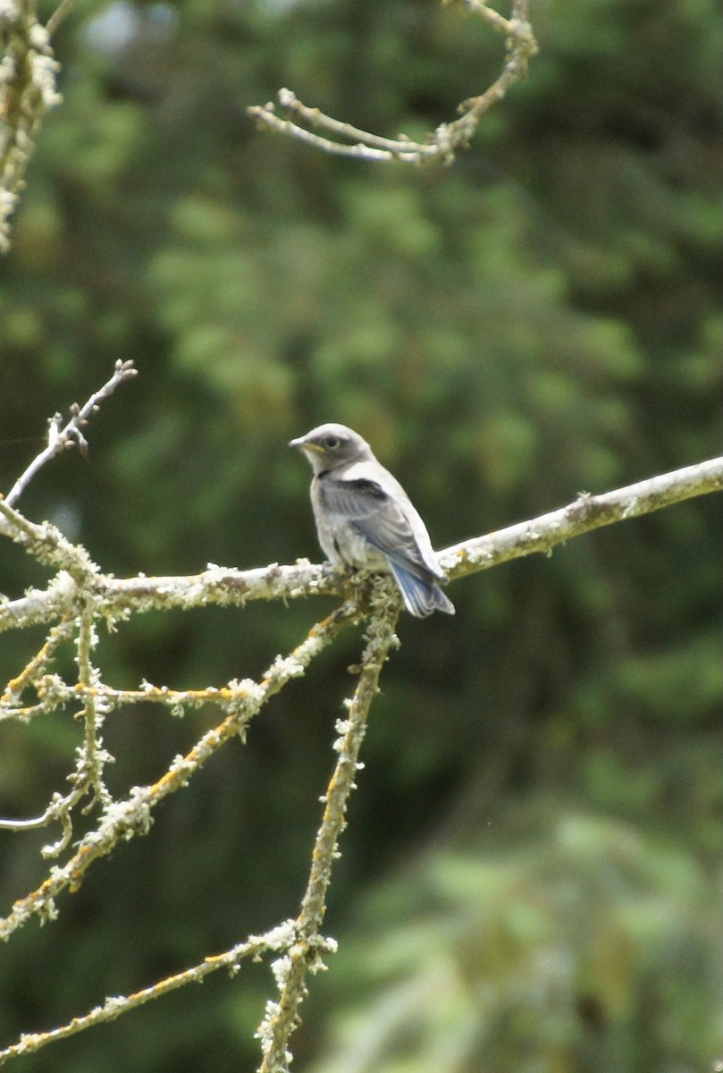 Western Bluebird - ML620386972