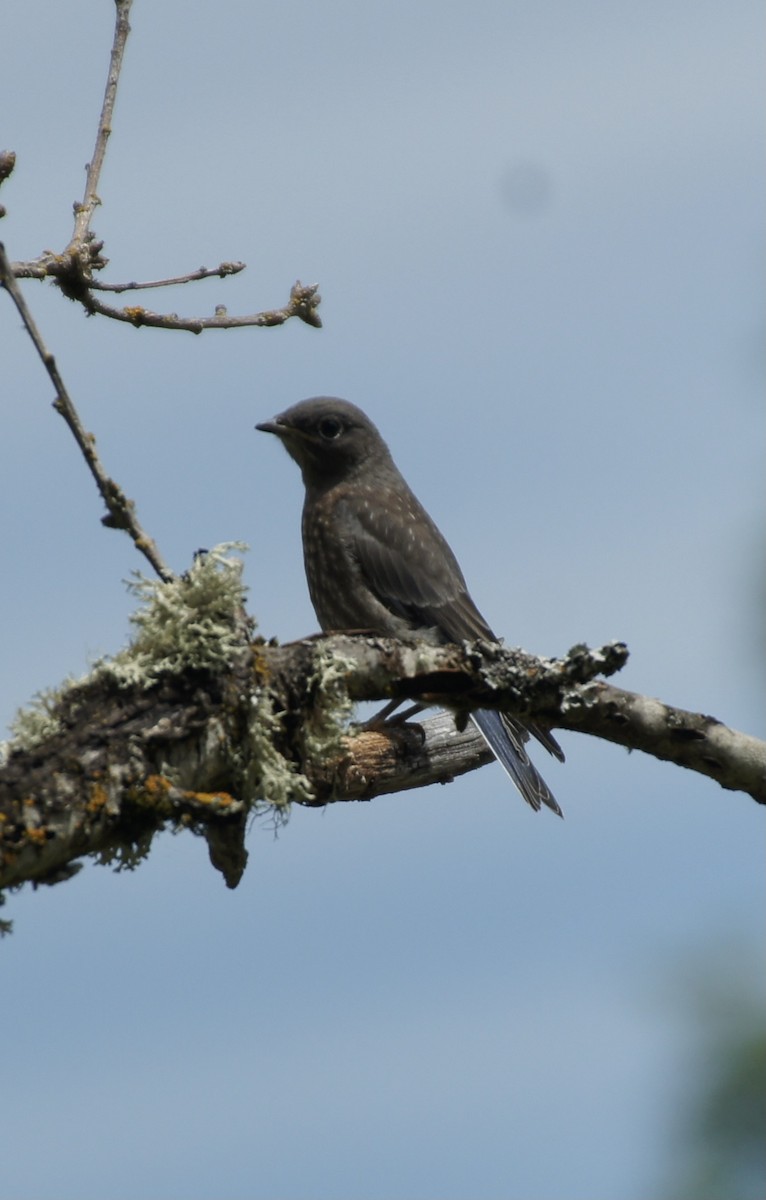 Western Bluebird - ML620386973