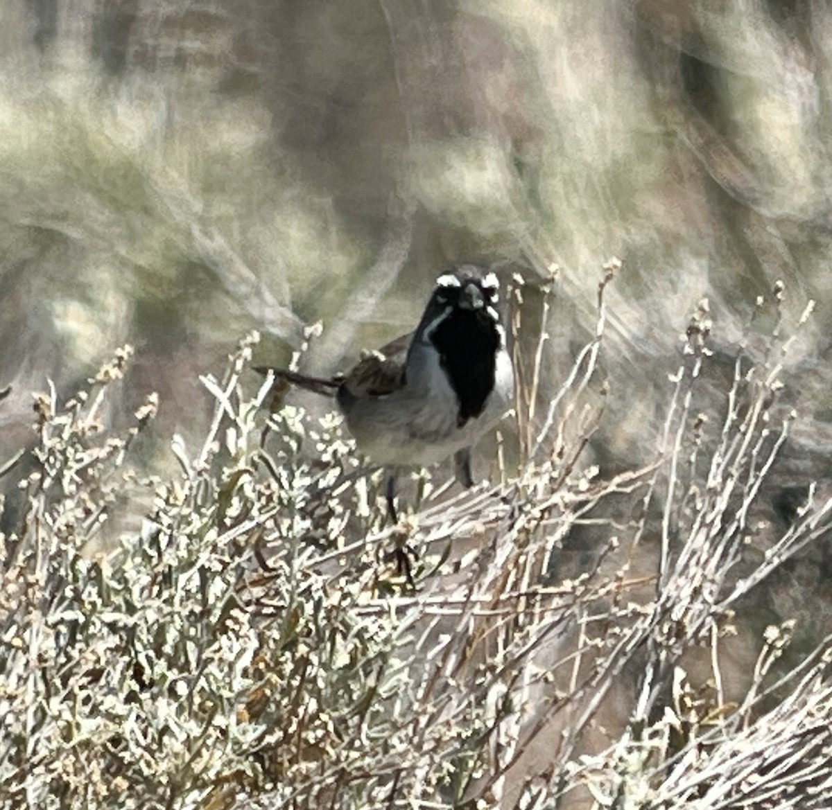 Black-throated Sparrow - ML620386978