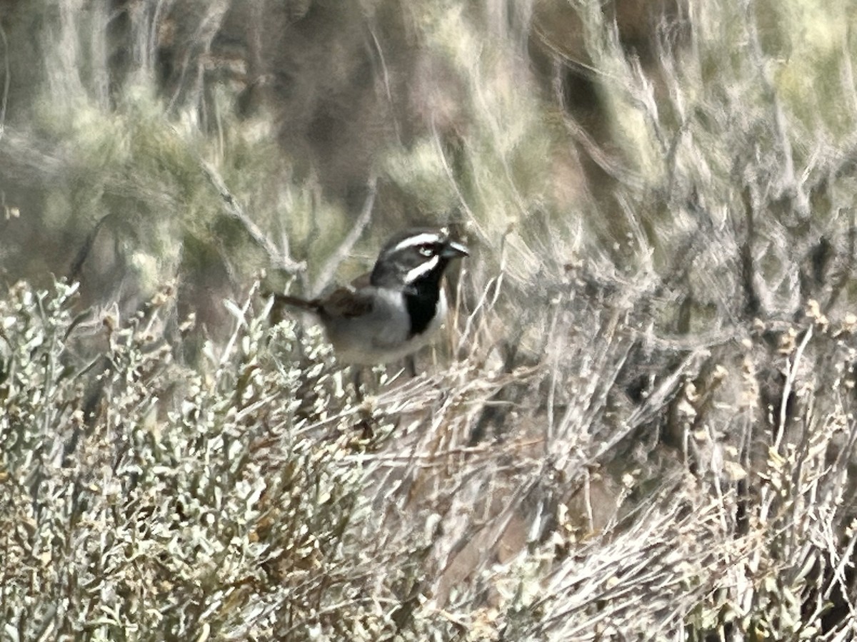 Black-throated Sparrow - ML620386979