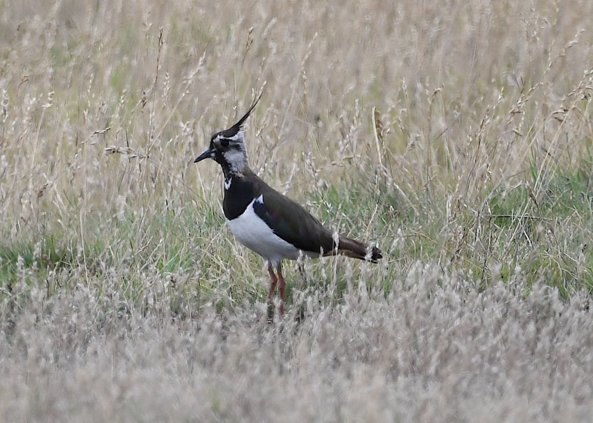 Northern Lapwing - ML620386981