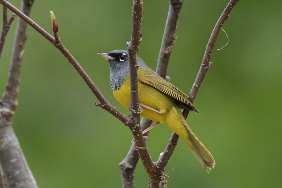 MacGillivray's Warbler - ML620386989