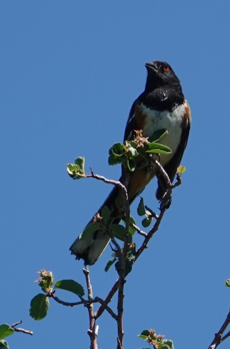 Spotted Towhee - ML620386992
