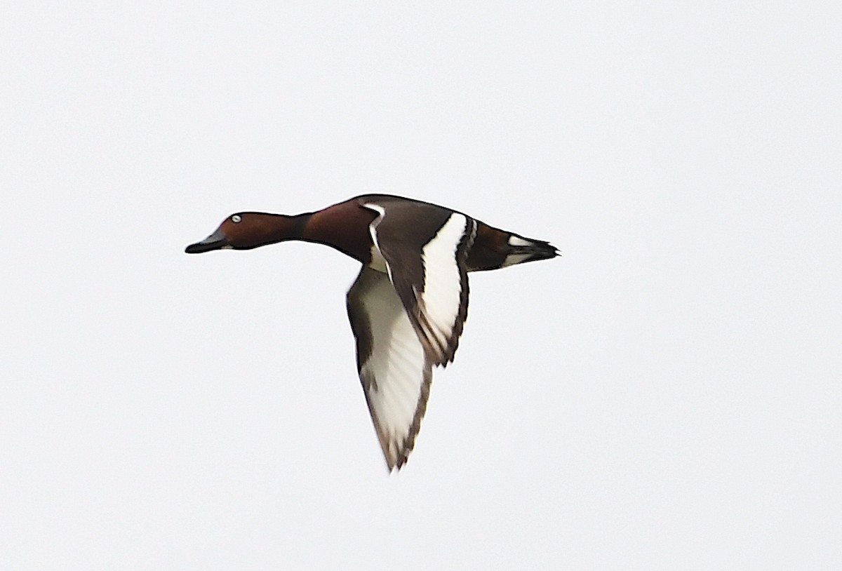 Ferruginous Duck - ML620386995