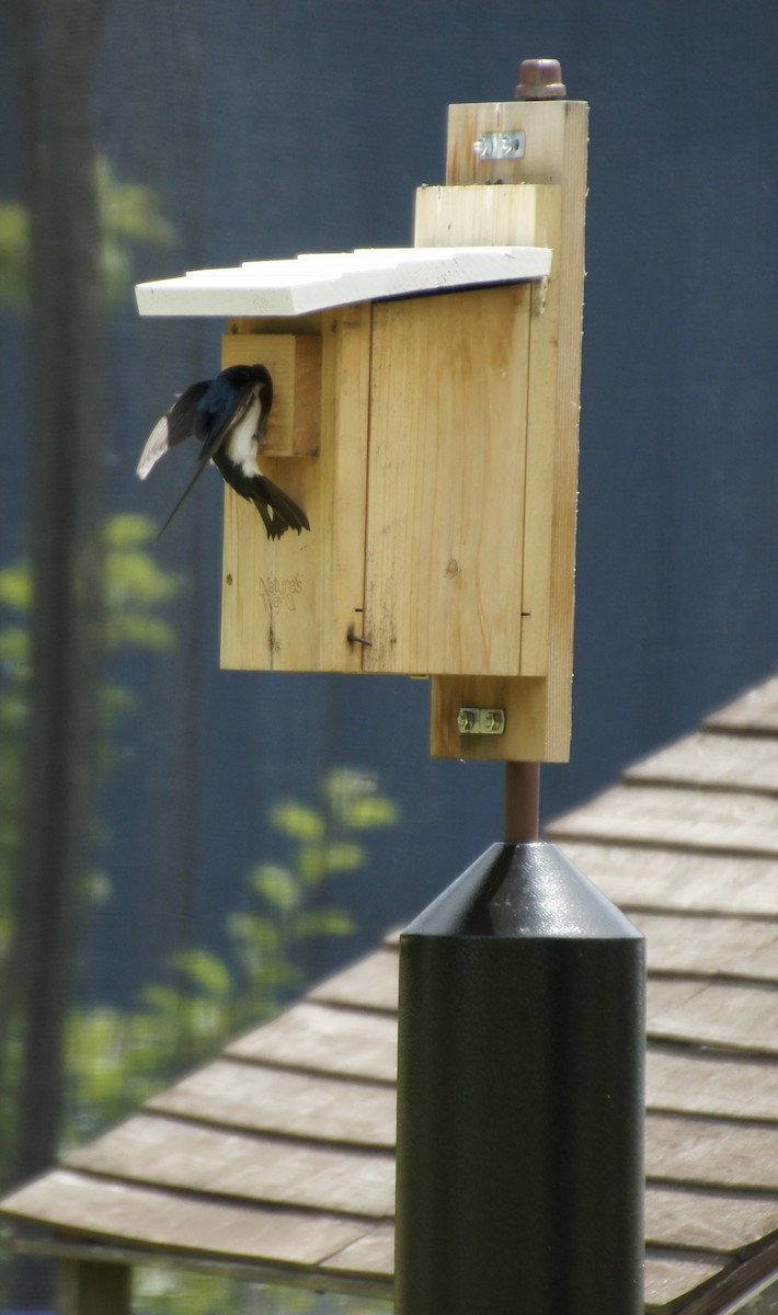 Tree Swallow - ML620386996