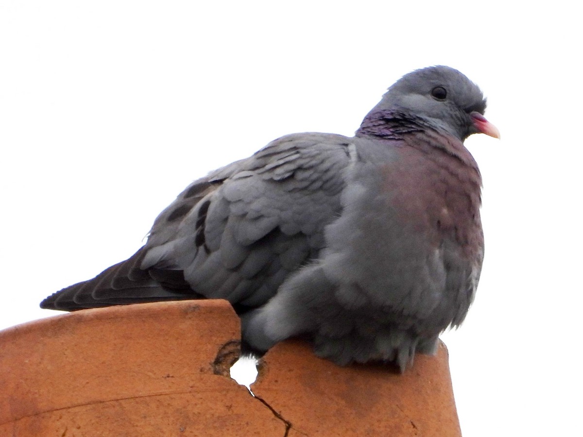 Pigeon colombin - ML620387002