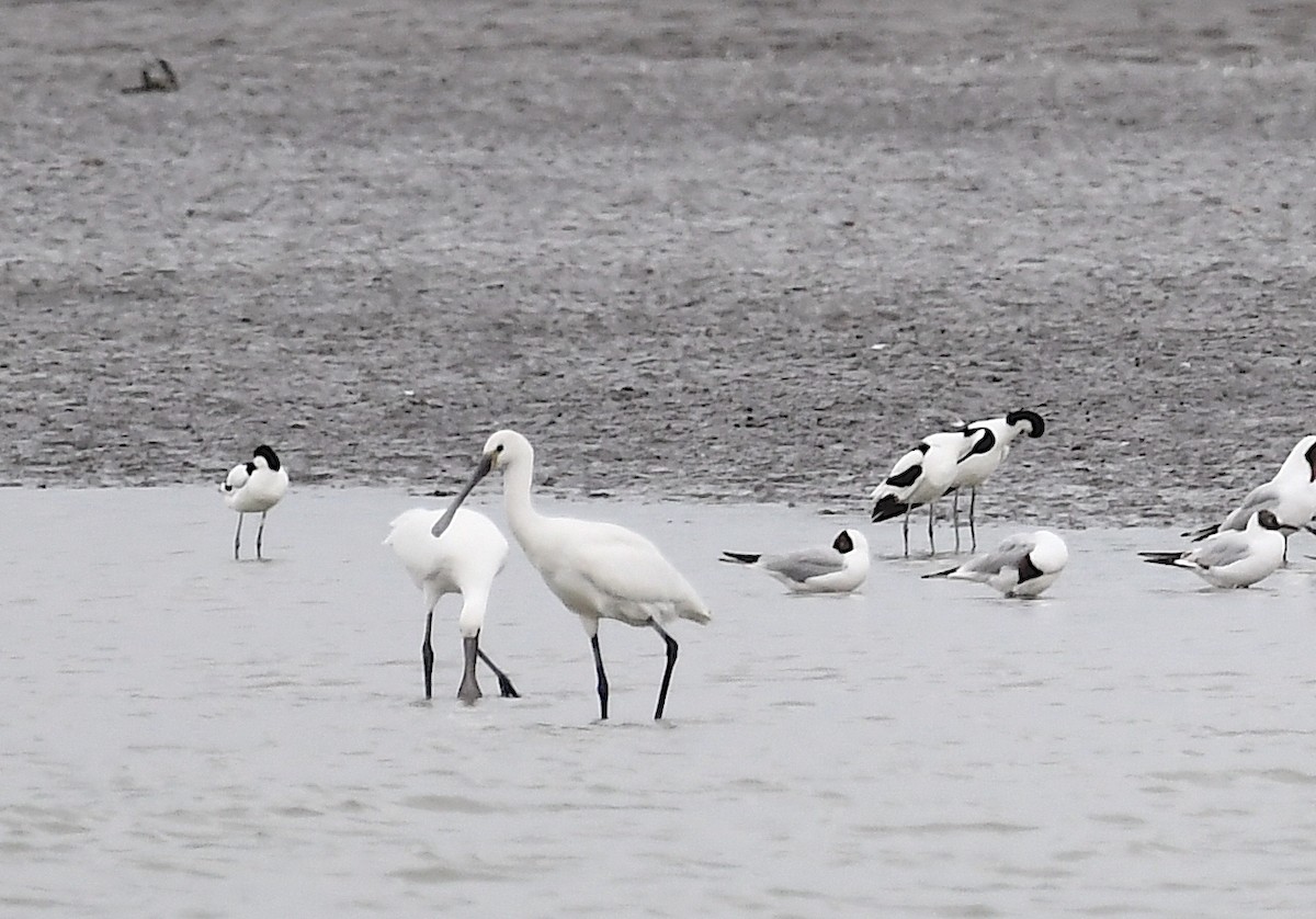 Pied Avocet - ML620387004