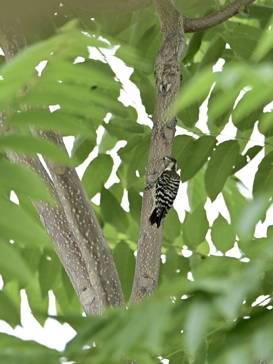 Japanese Pygmy Woodpecker - ML620387005