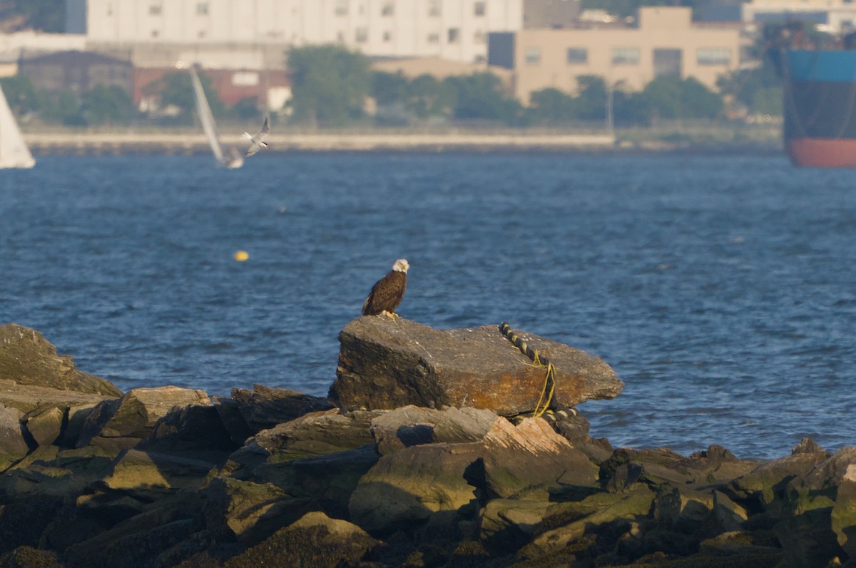 Bald Eagle - ML620387006