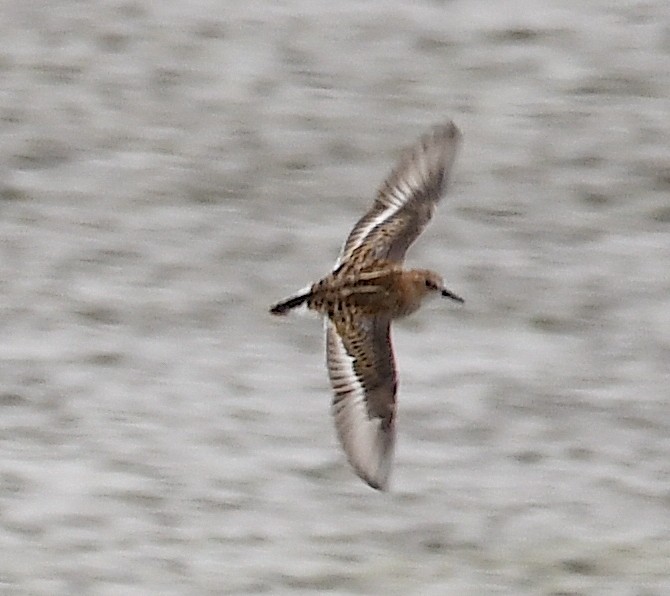 Little Stint - ML620387010