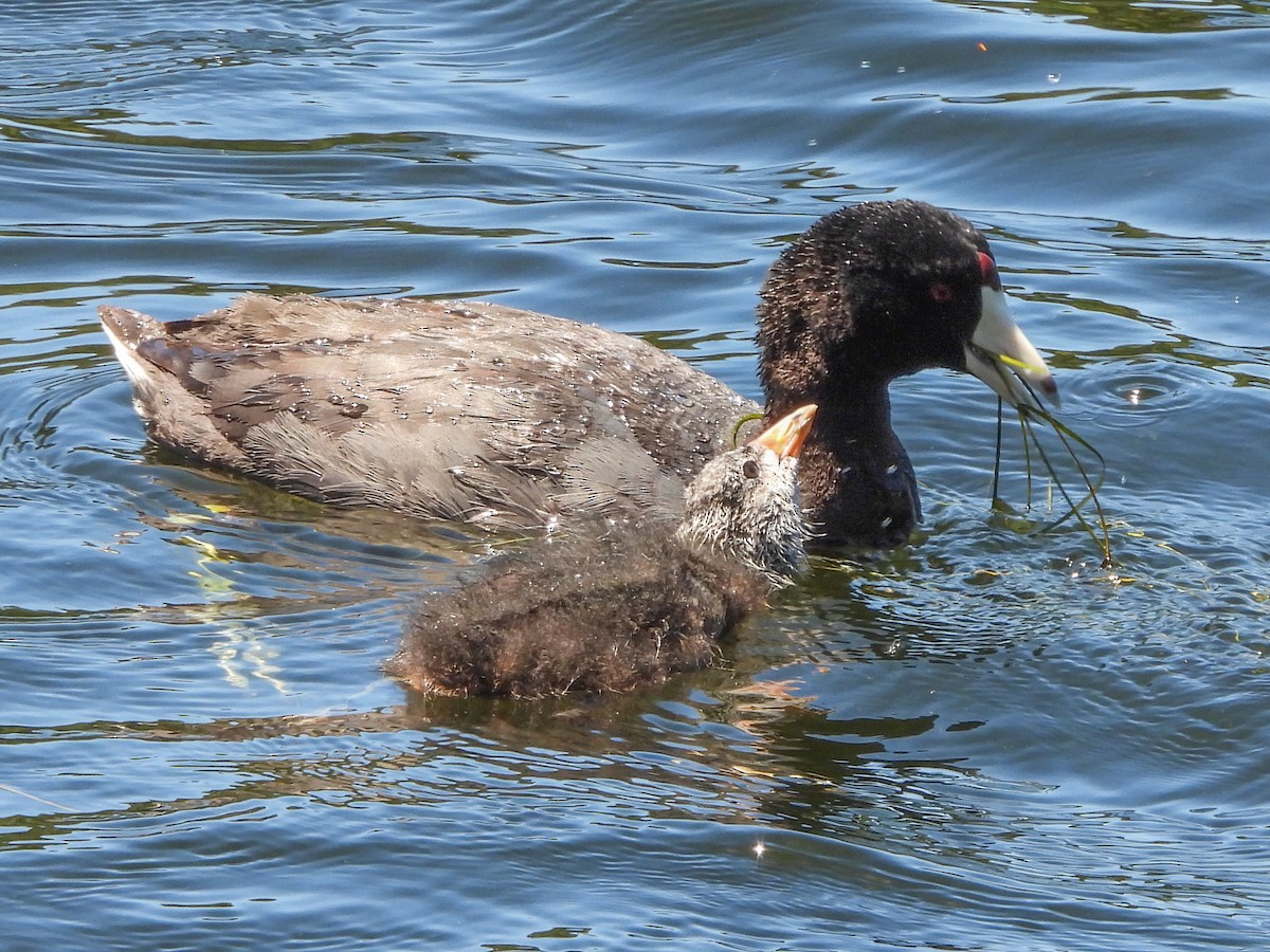 American Coot - ML620387014