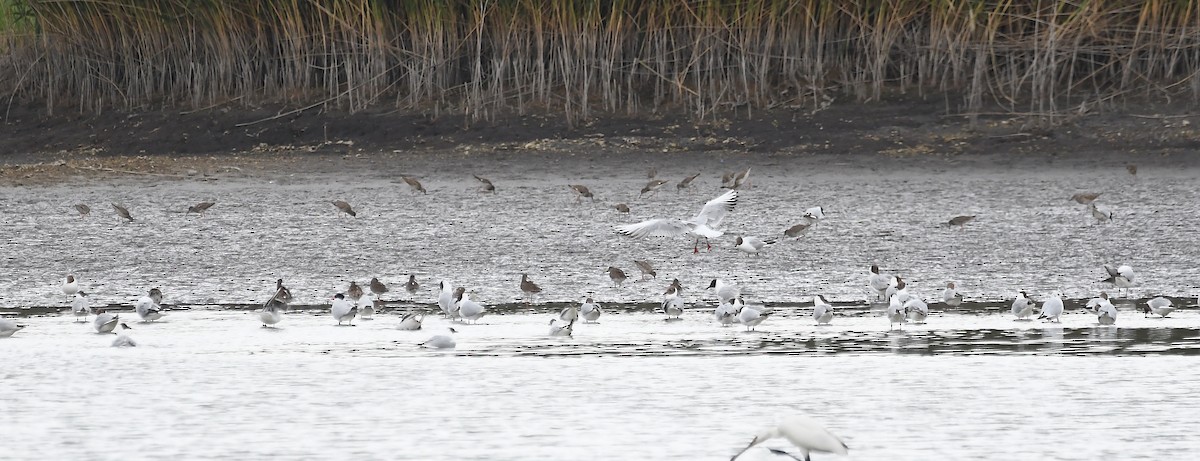 Common Redshank - ML620387017