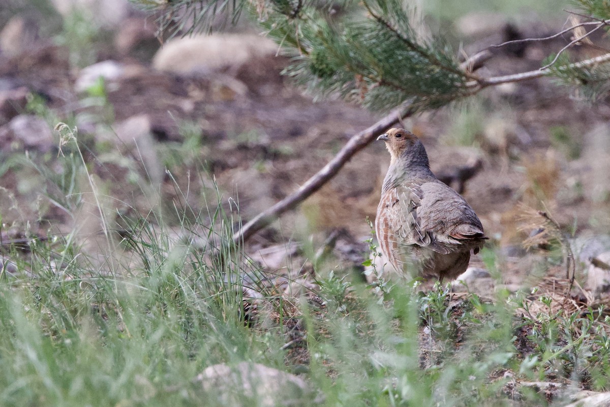 Gray Partridge - ML620387032