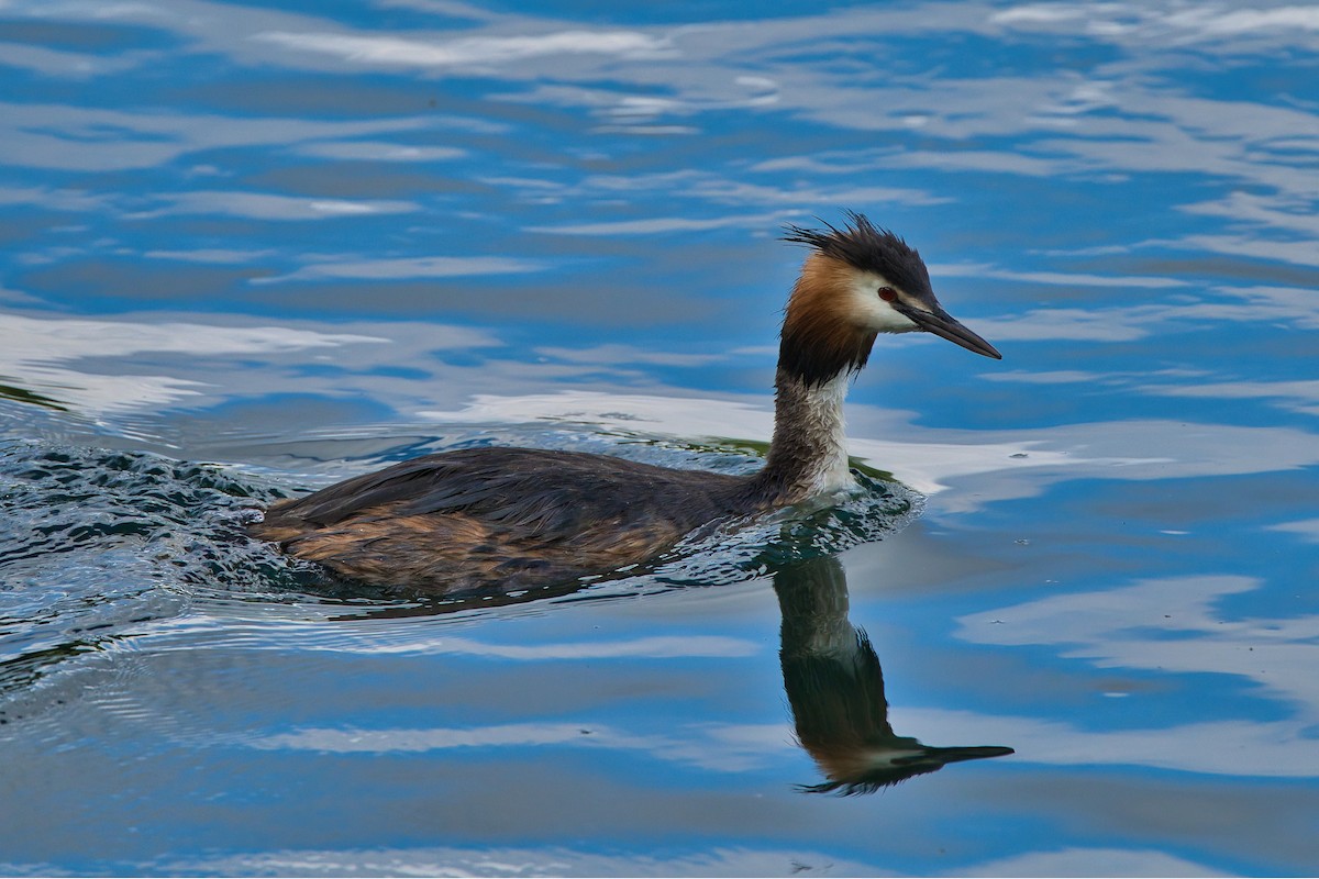 Great Crested Grebe - ML620387040