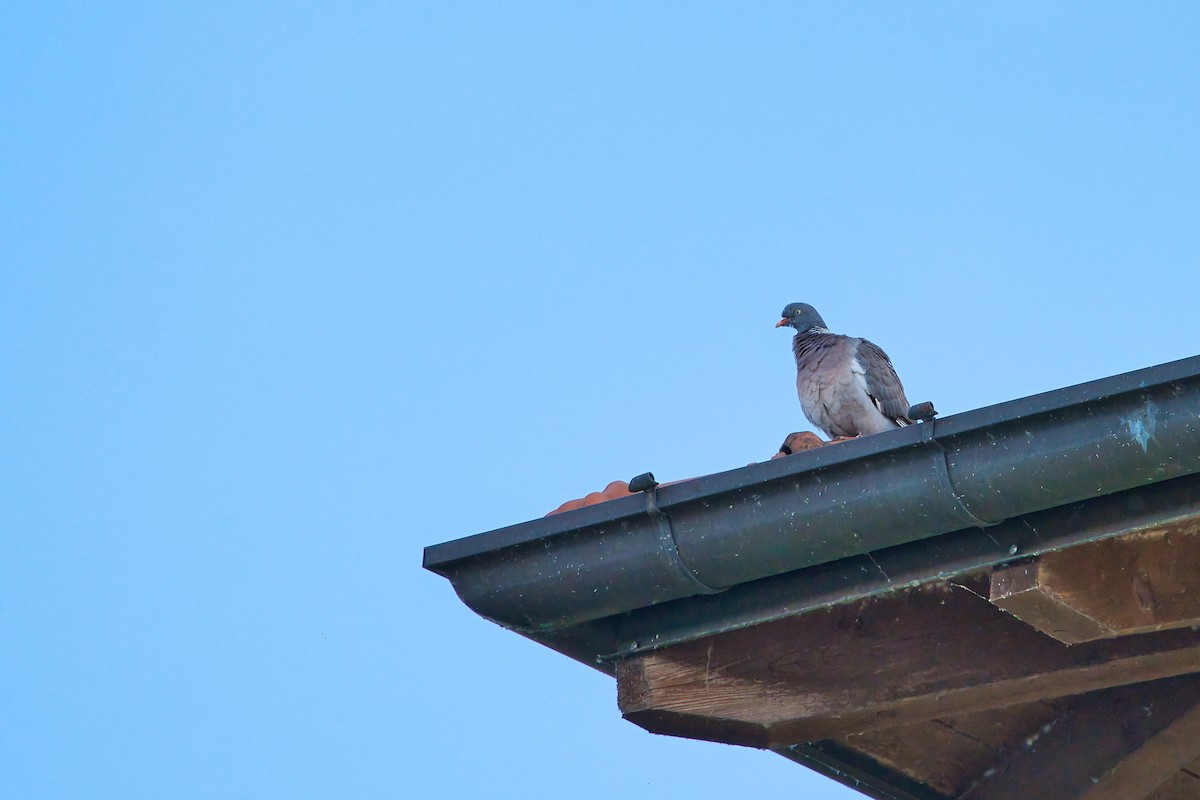 Common Wood-Pigeon - ML620387046