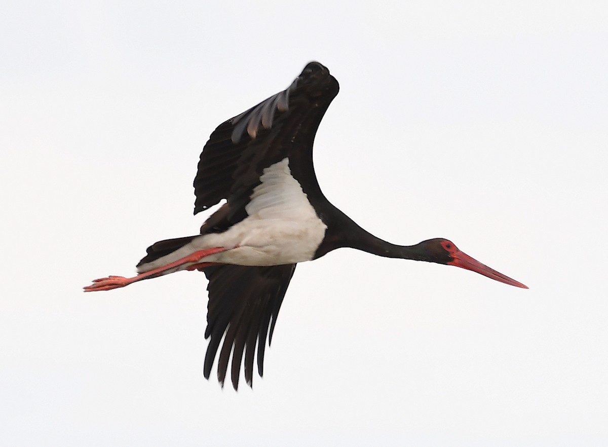 Black Stork - ML620387049