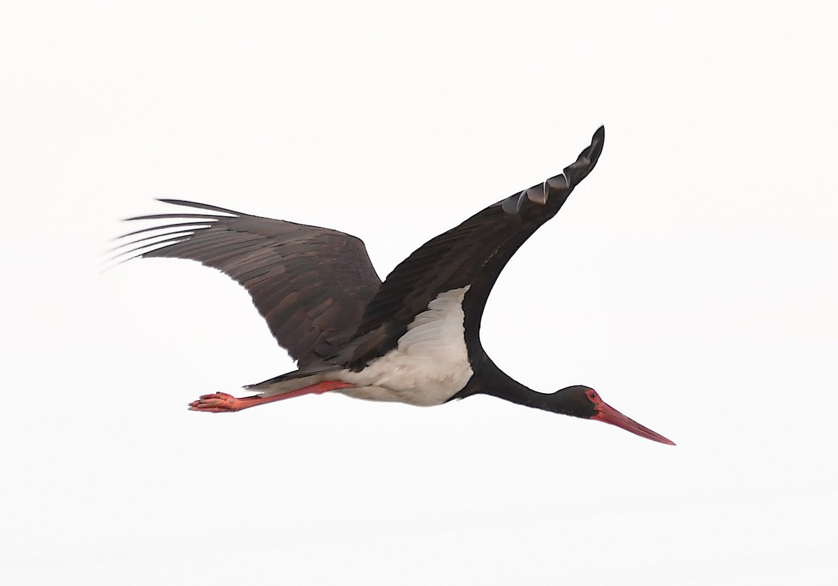 Black Stork - ML620387050