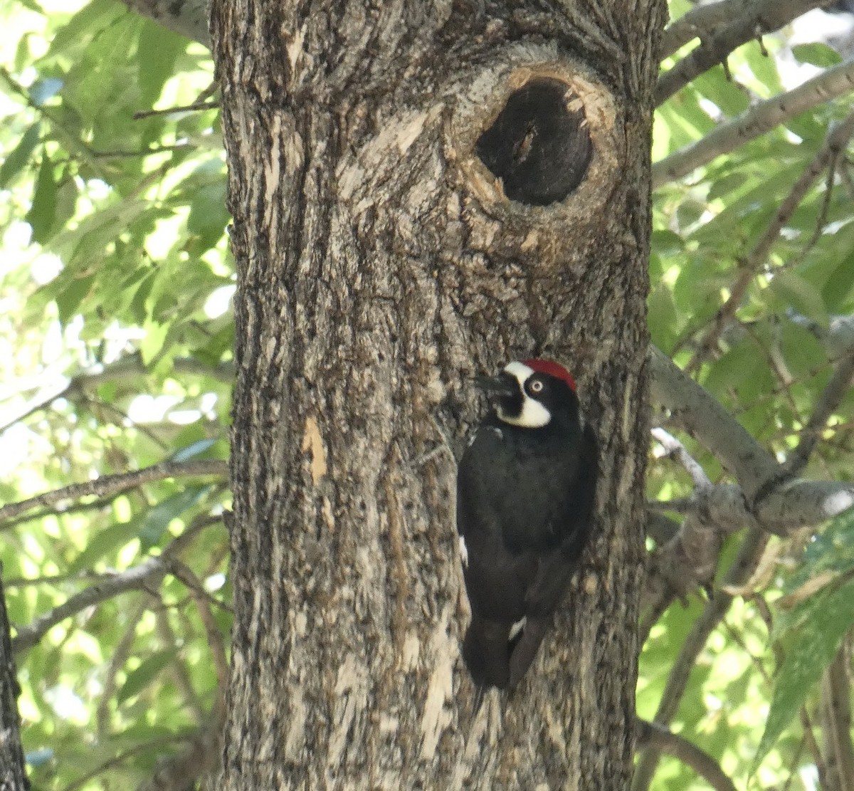 Acorn Woodpecker - ML620387055