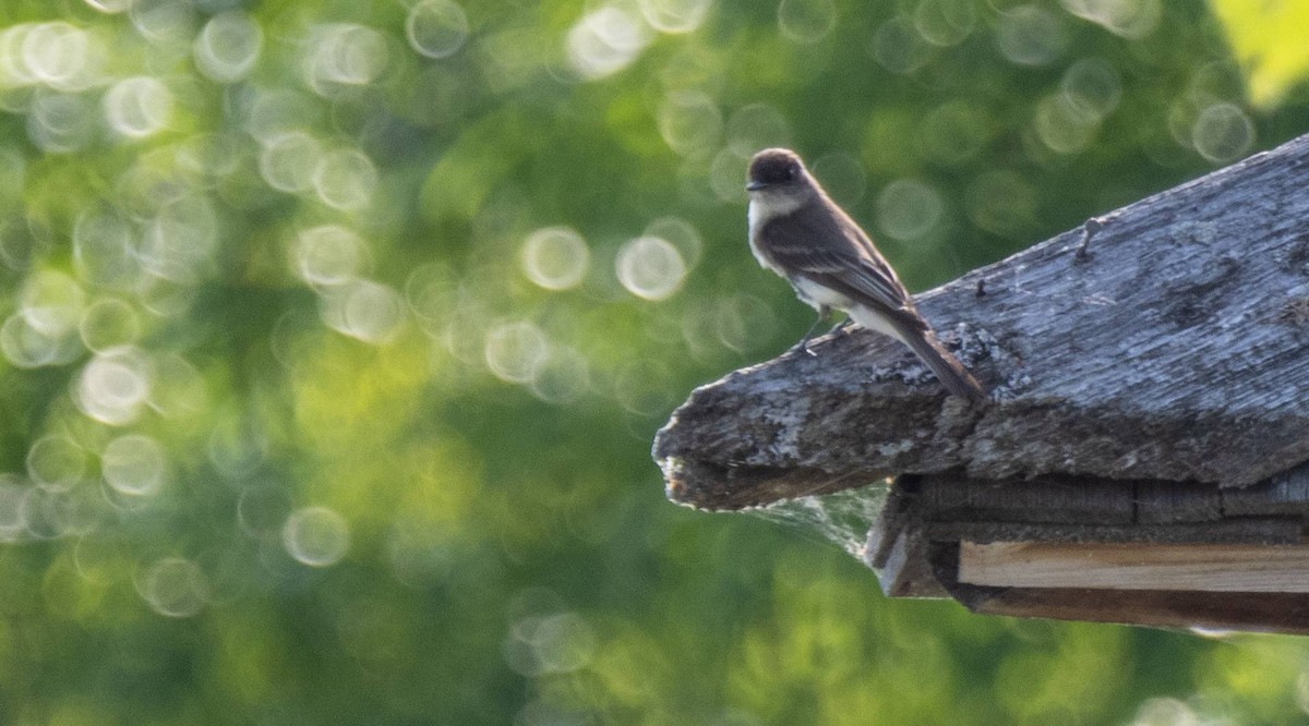 Eastern Phoebe - ML620387058