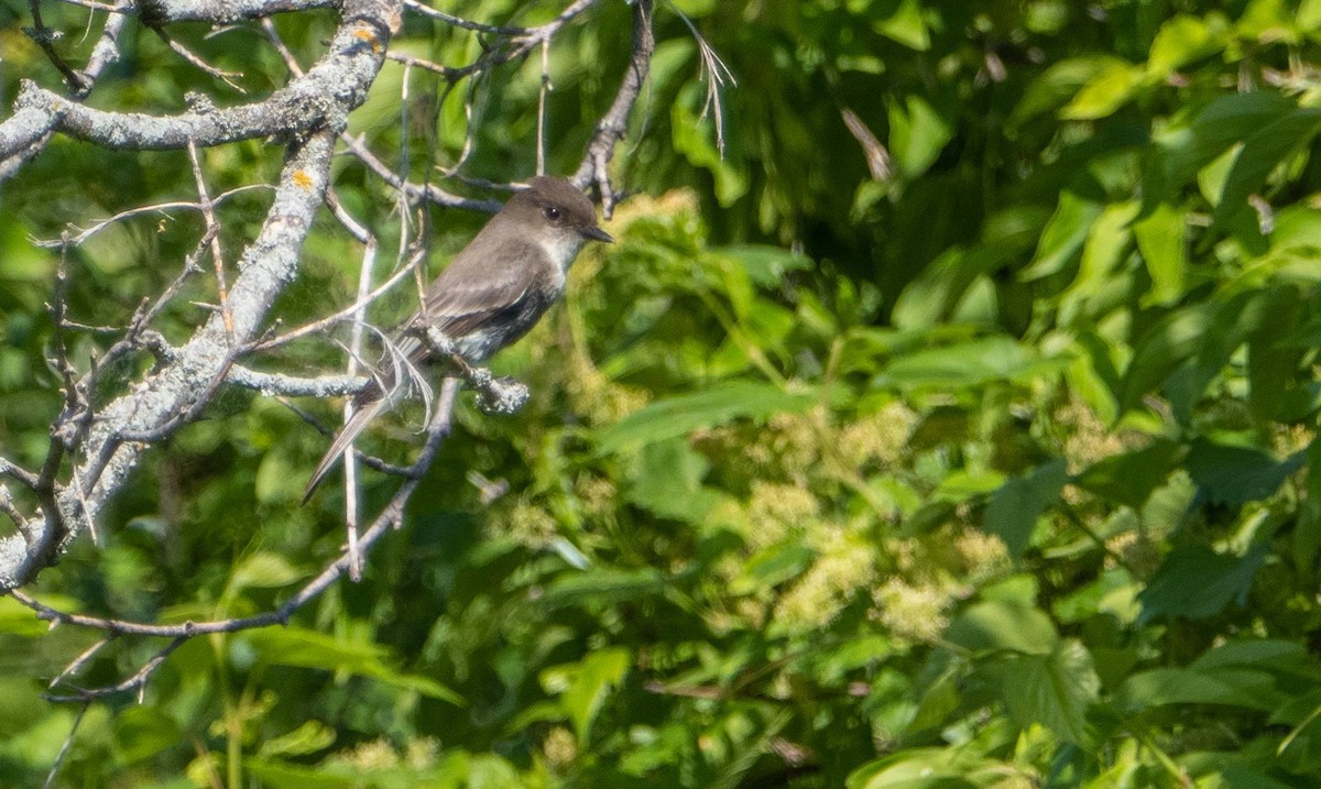 Eastern Phoebe - ML620387059