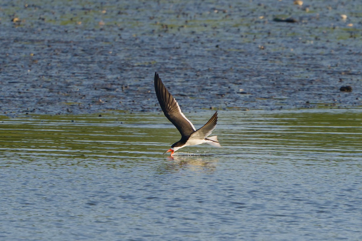 Водоріз американський - ML620387074