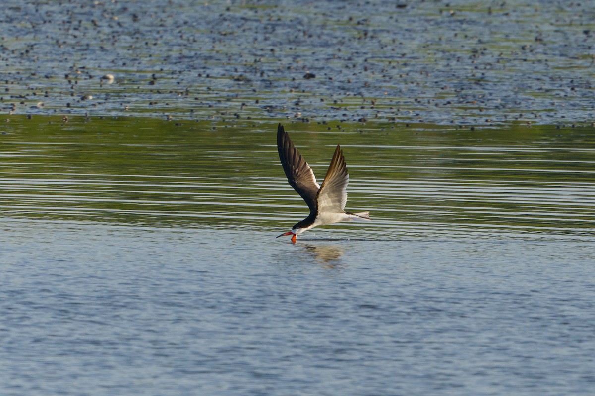 Black Skimmer - ML620387076