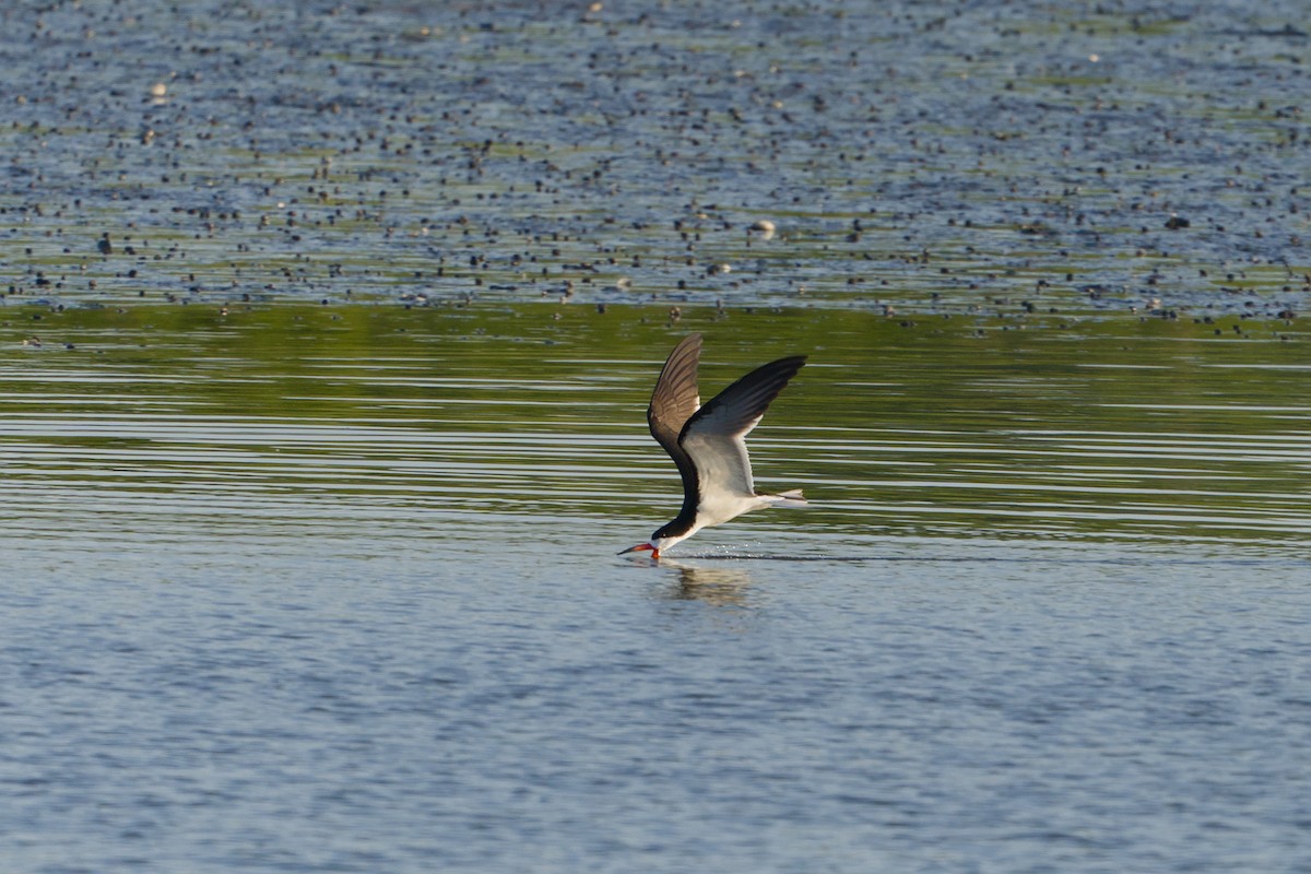 Водоріз американський - ML620387078