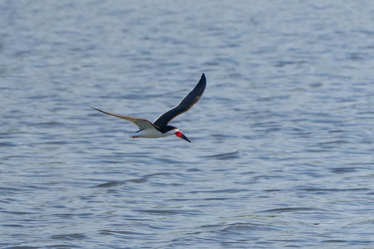 Водоріз американський - ML620387079