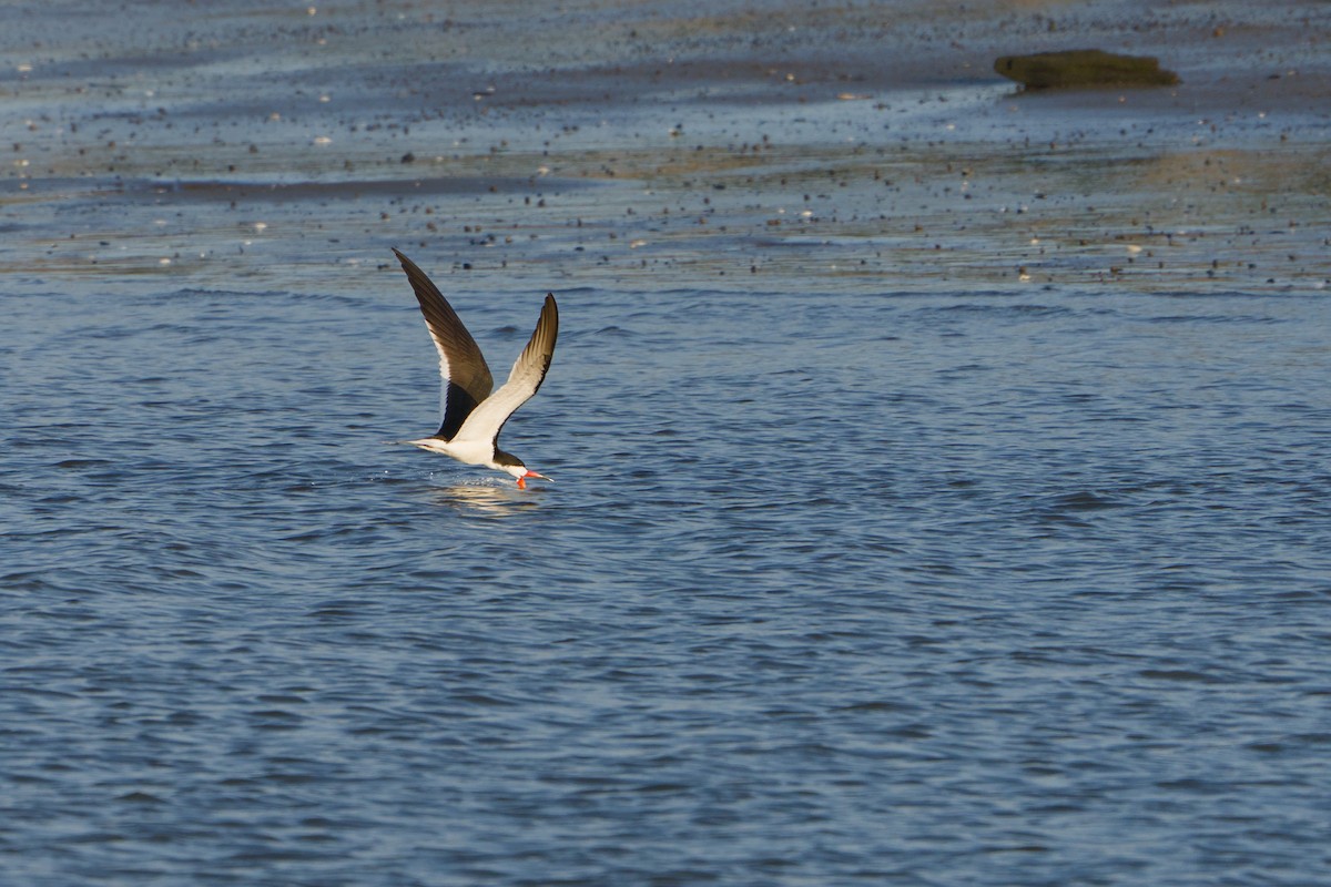 Водоріз американський - ML620387080