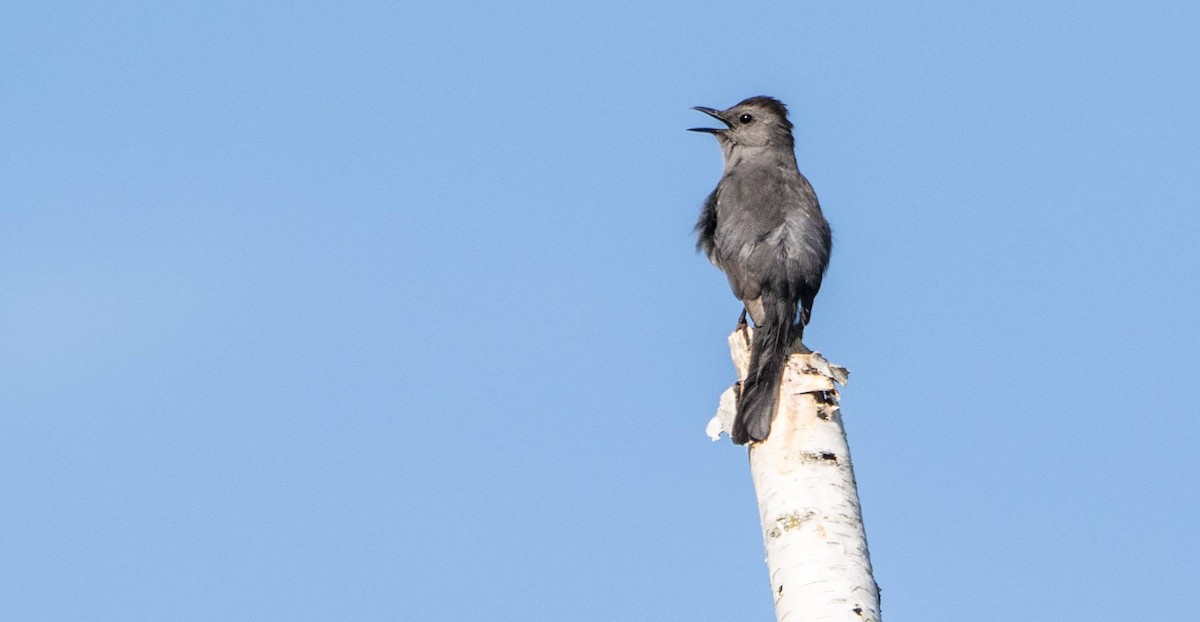 Gray Catbird - Matt M.